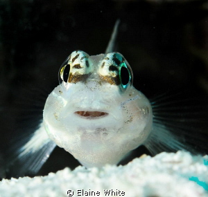 Goby on guard by Elaine White 